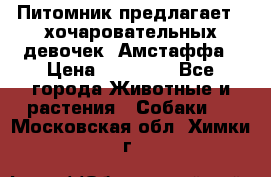 Питомник предлагает 2-хочаровательных девочек  Амстаффа › Цена ­ 25 000 - Все города Животные и растения » Собаки   . Московская обл.,Химки г.